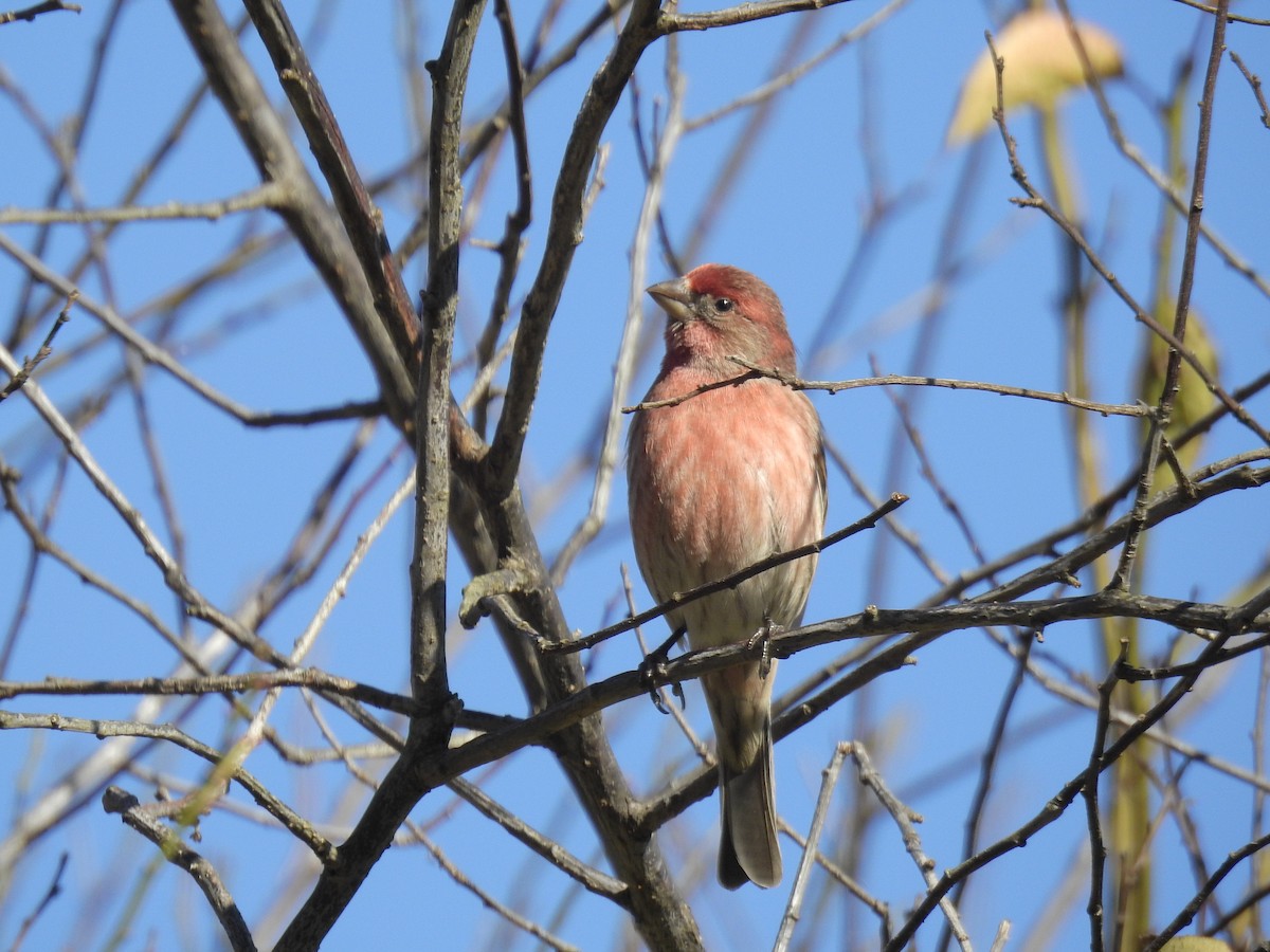 House Finch - ML189880961