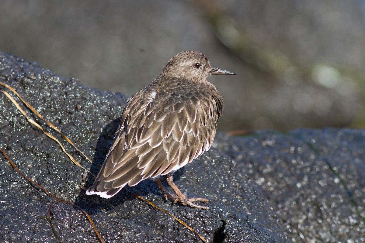 Black Turnstone - ML189881581