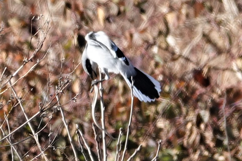 Loggerhead Shrike - Mark Robbins