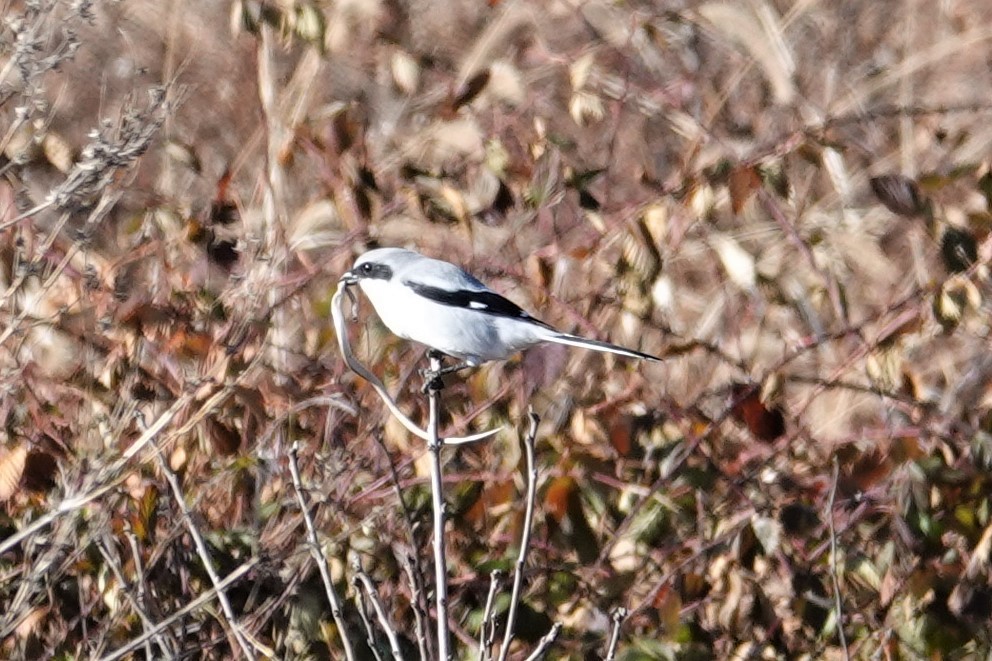 Loggerhead Shrike - Mark Robbins