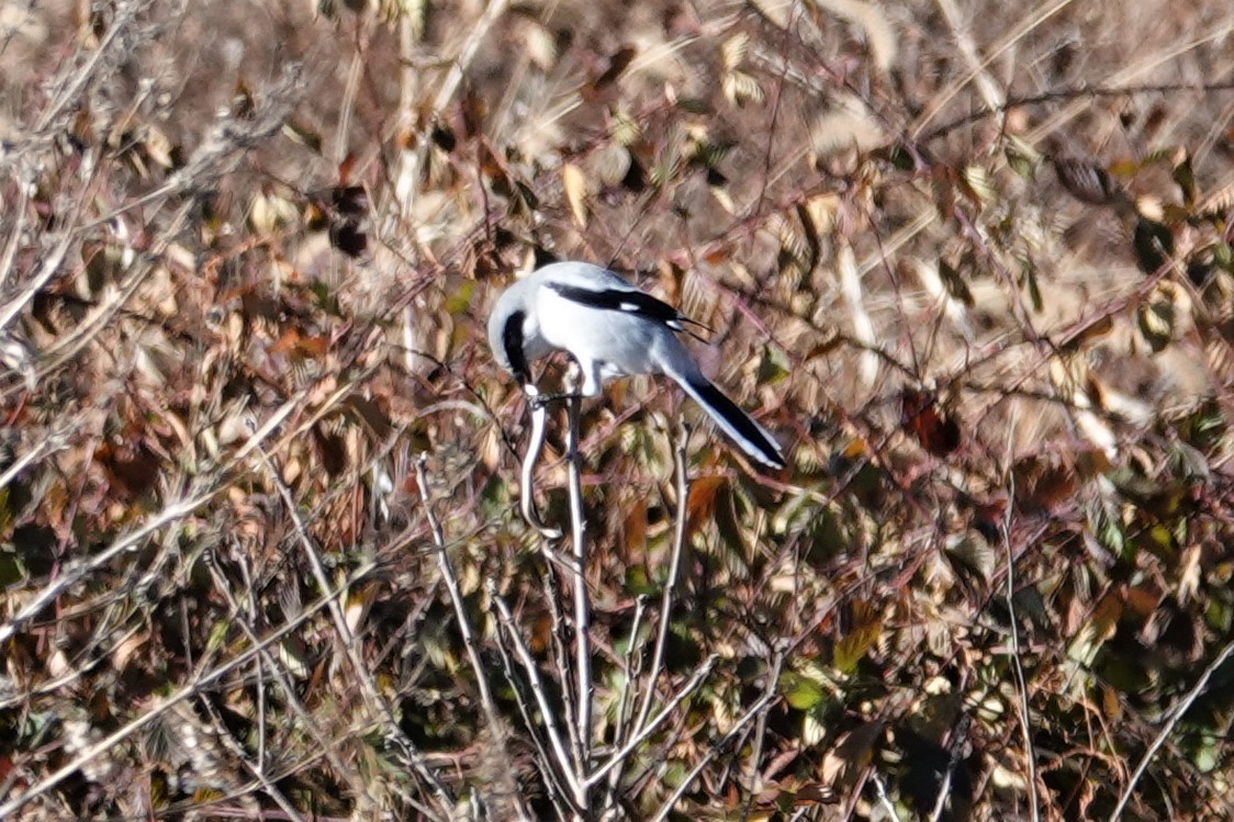 Loggerhead Shrike - Mark Robbins