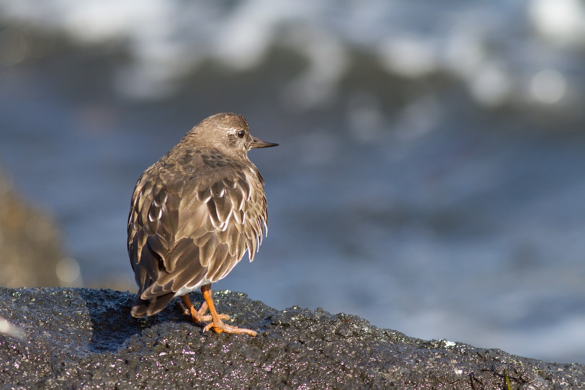 Black Turnstone - ML189881931