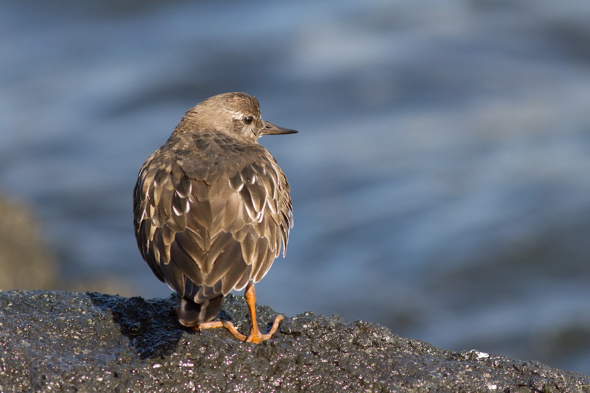 Black Turnstone - ML189881961