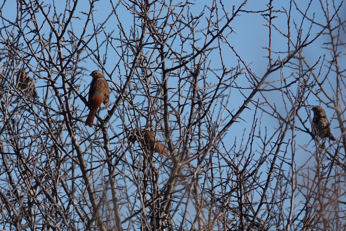 Fox Sparrow - ML189882131