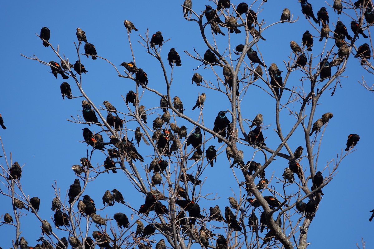 Red-winged Blackbird - ML189882671