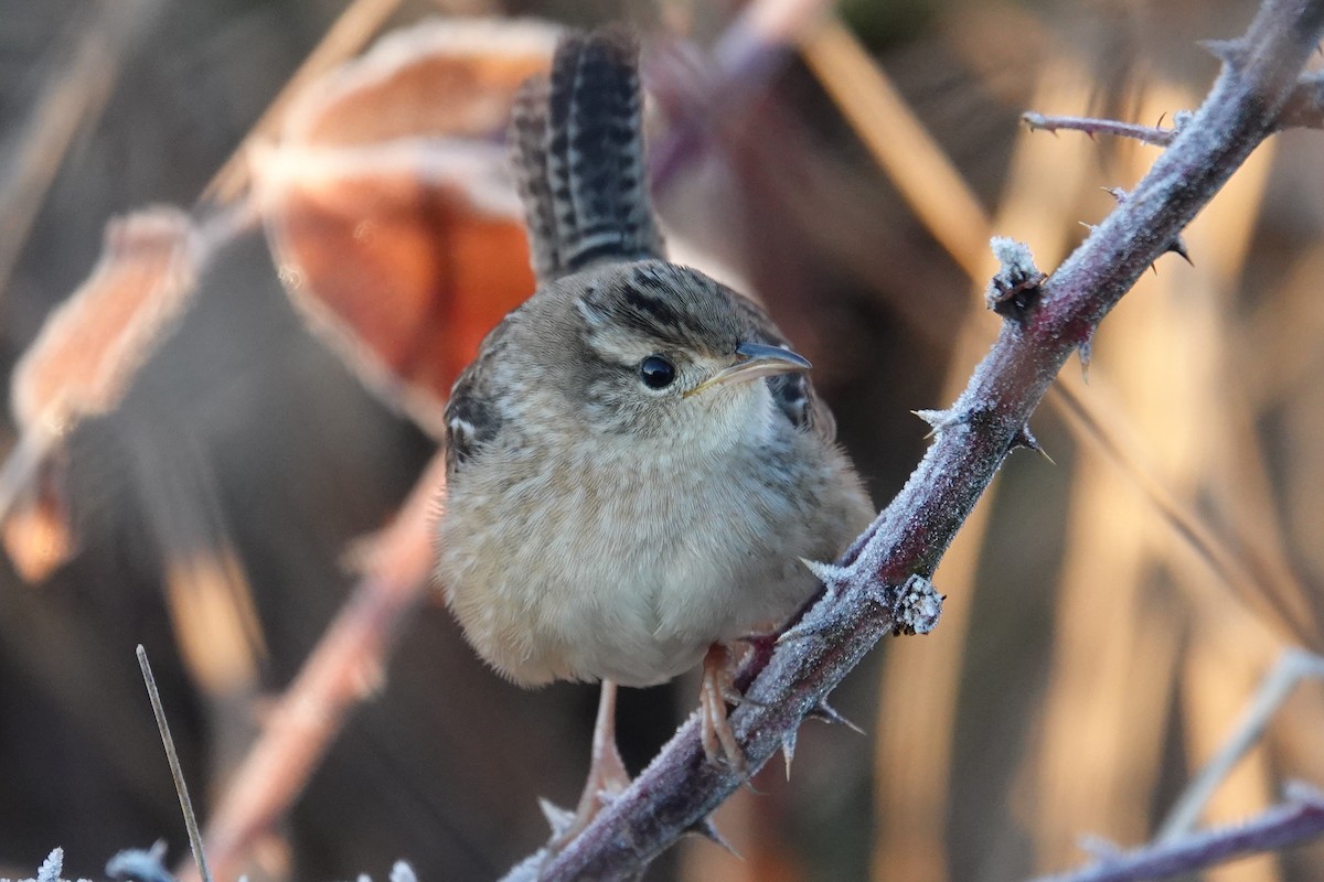 Sedge Wren - Mark Robbins