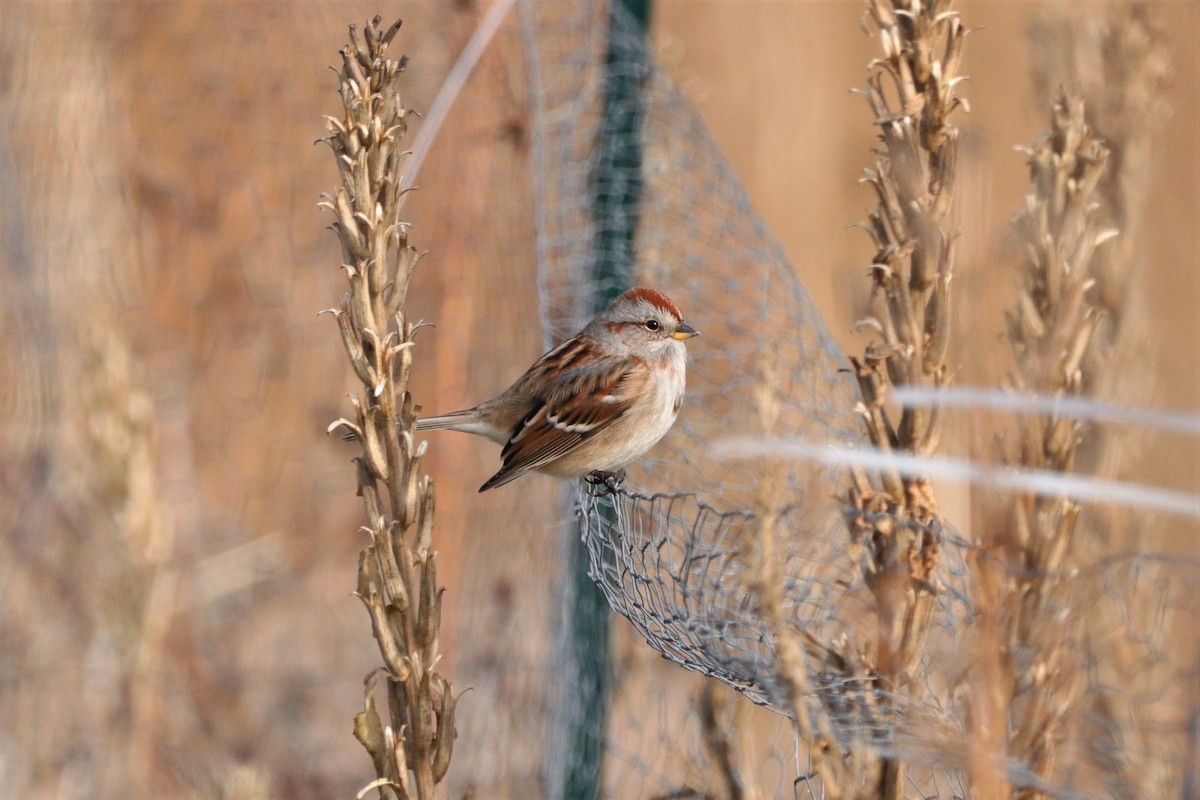 American Tree Sparrow - ML189883561