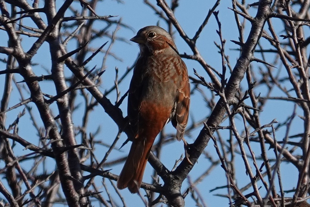 Fox Sparrow - Mark Robbins