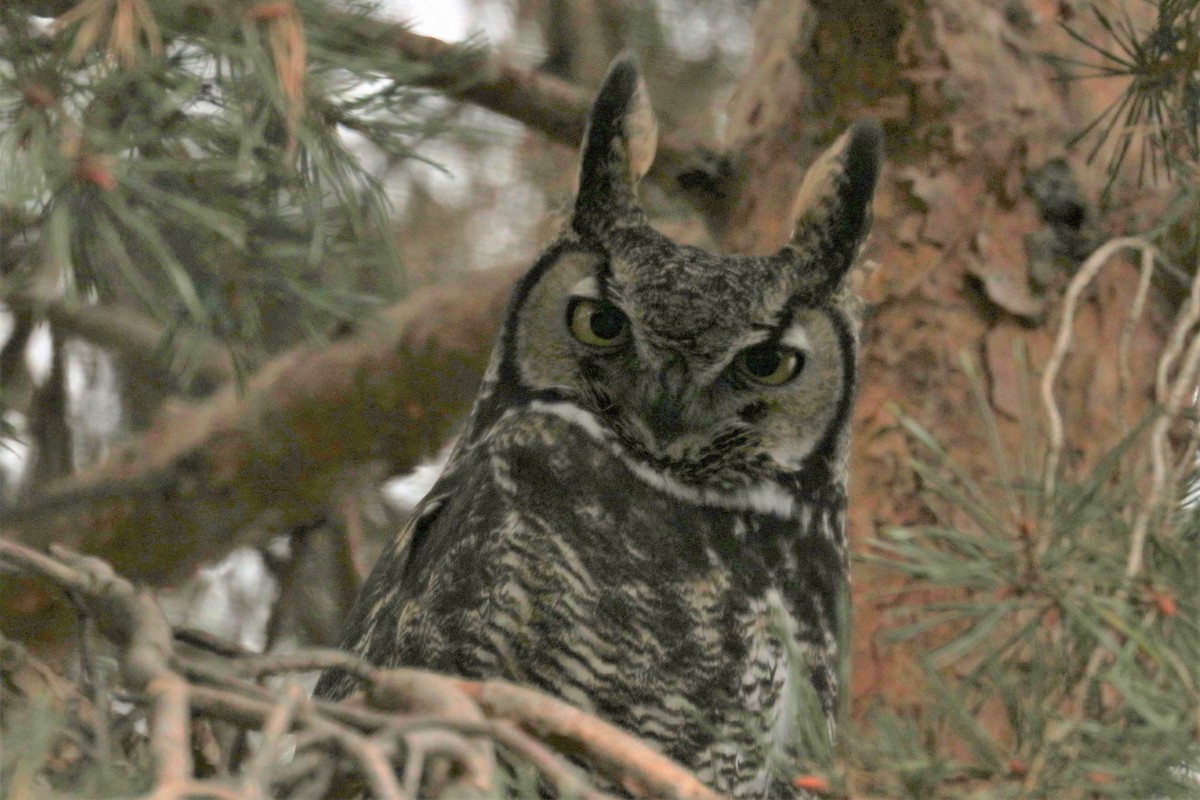 Great Horned Owl - ML189885691