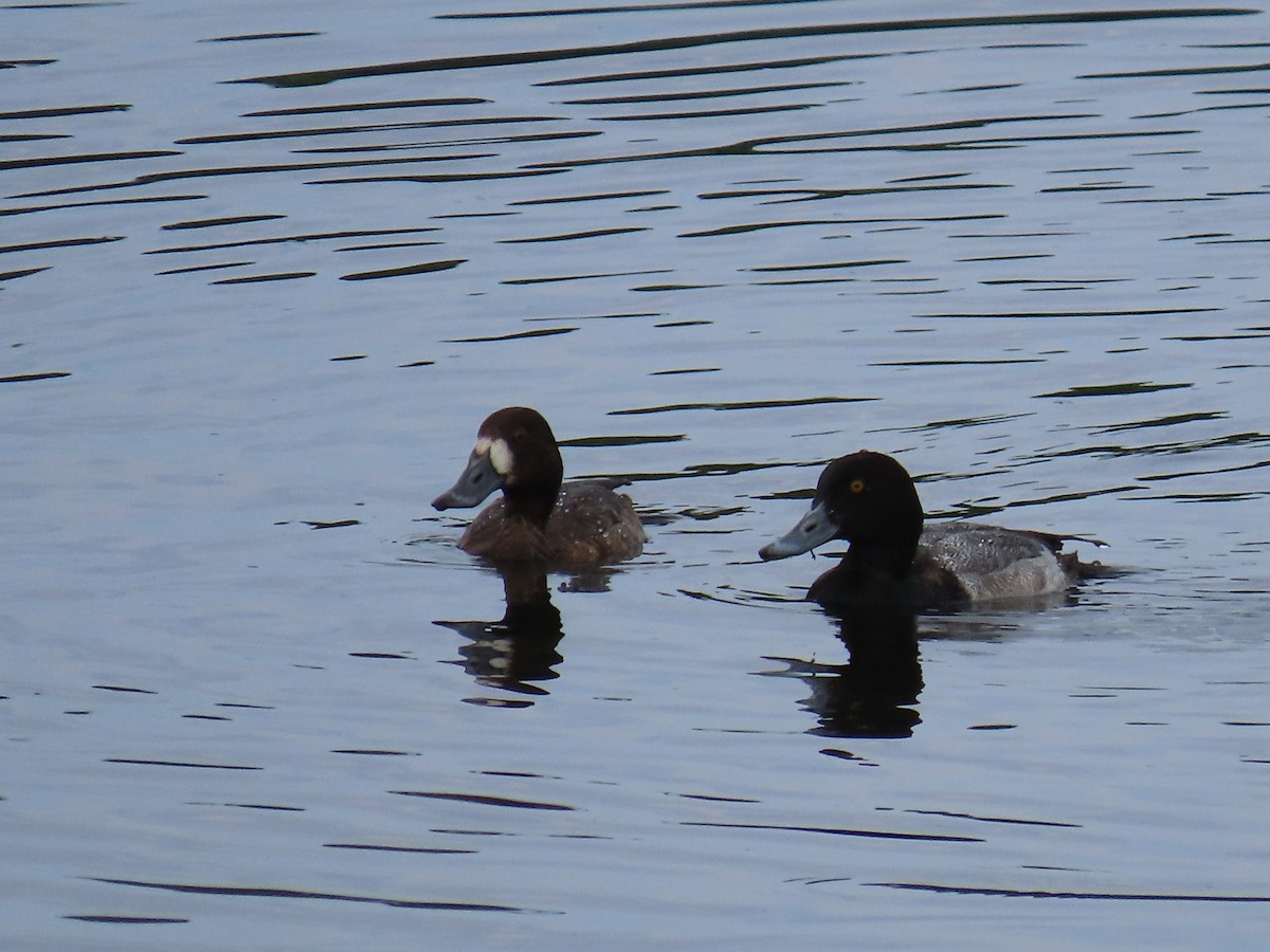 Greater Scaup - ML189887401