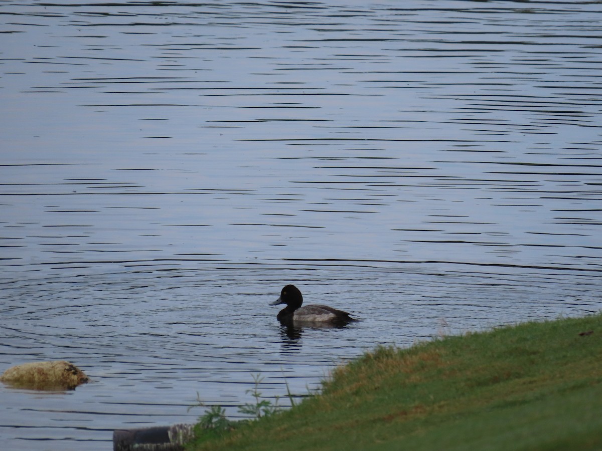 Greater Scaup - ML189887781
