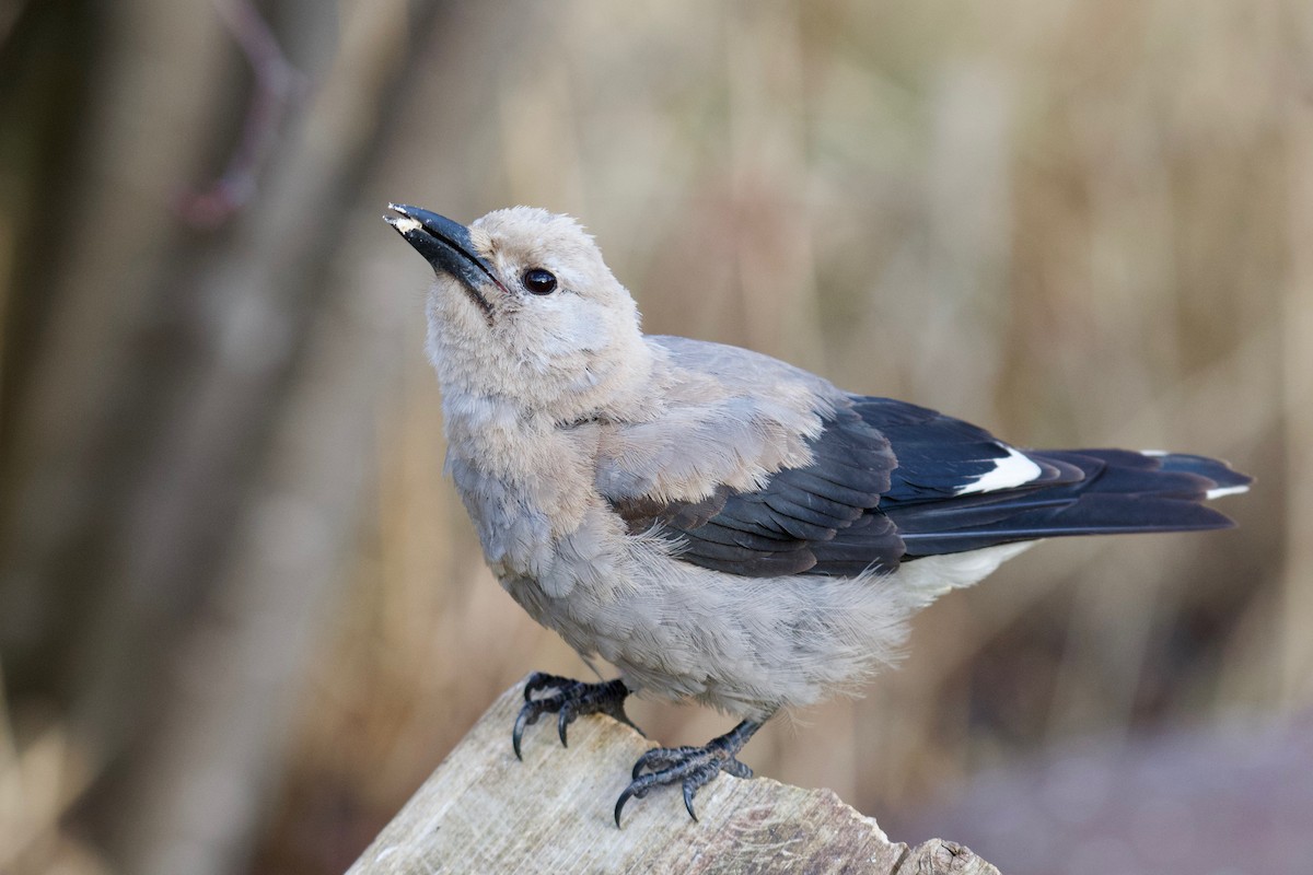 Clark's Nutcracker - ML189888821