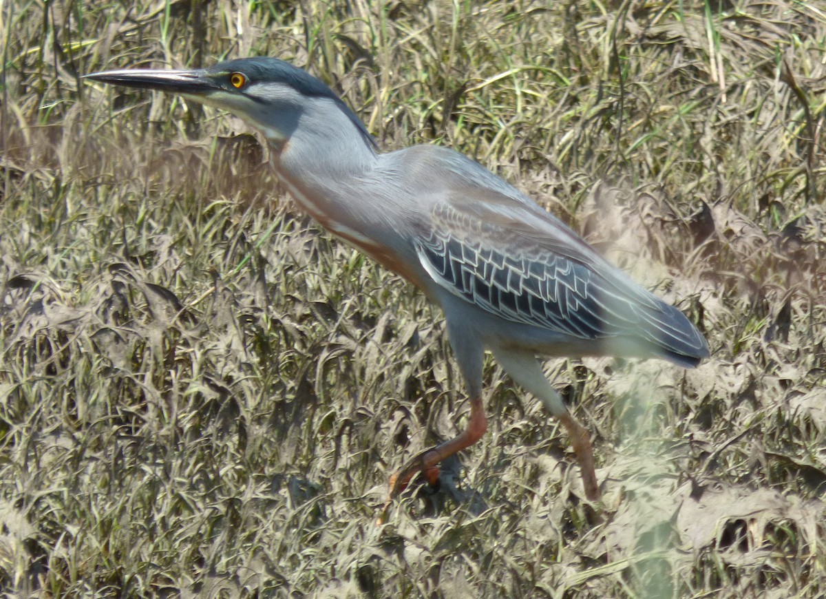 Striated Heron - ML189891351