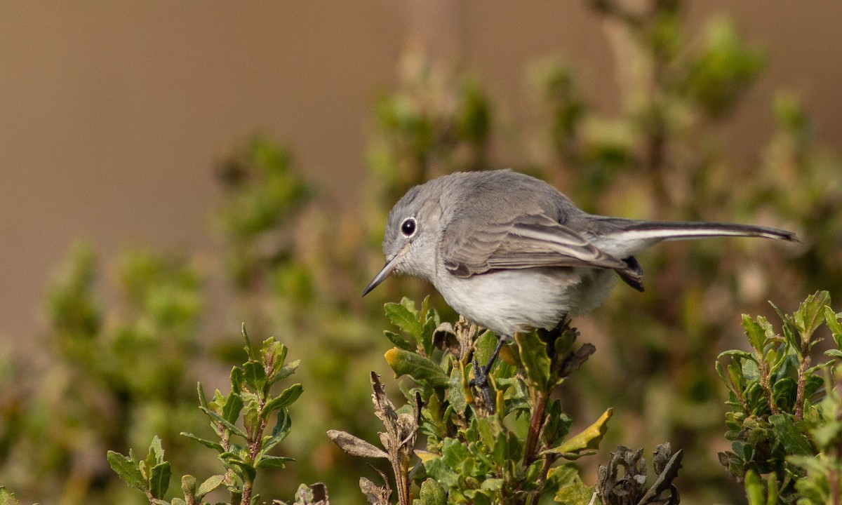 Blue-gray Gnatcatcher (obscura Group) - ML189891471