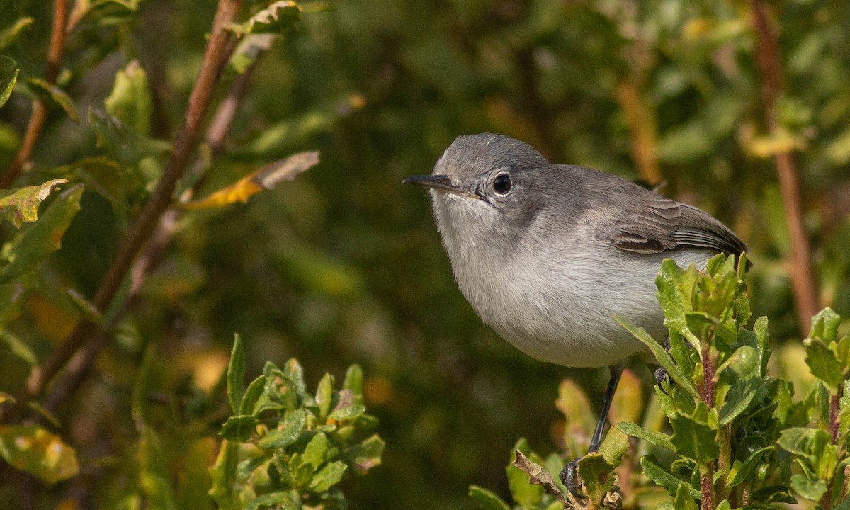 Blue-gray Gnatcatcher (obscura Group) - ML189891491