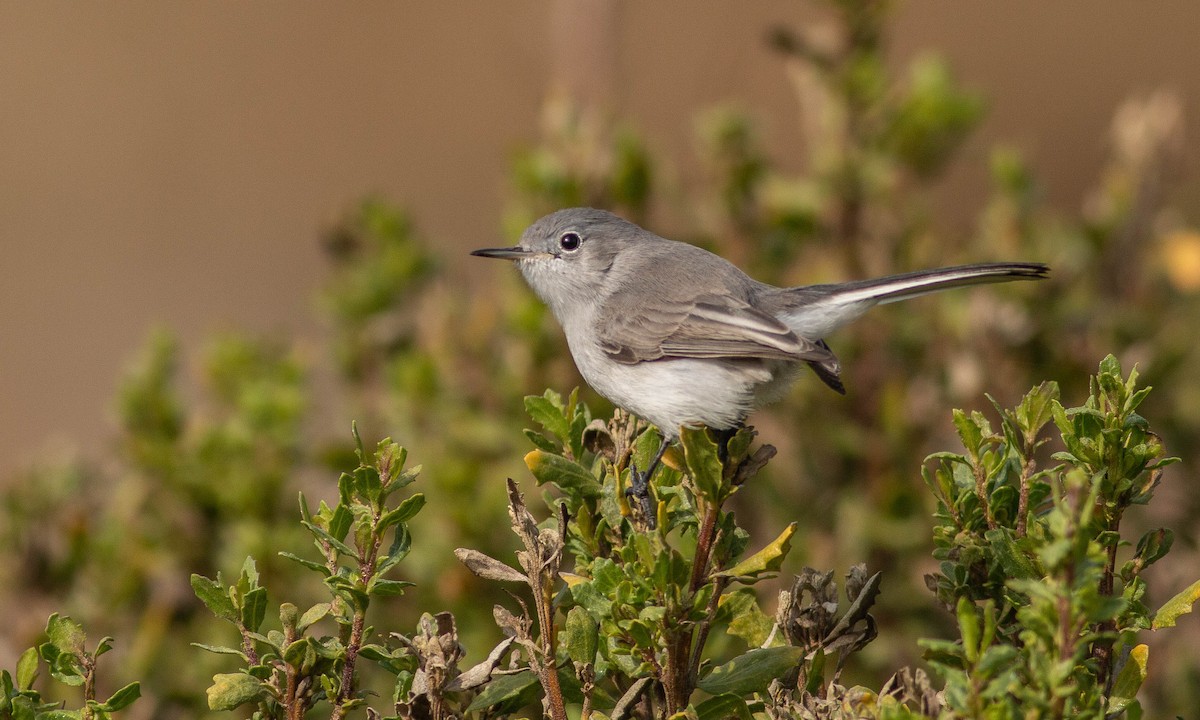 Blue-gray Gnatcatcher (obscura Group) - ML189891511