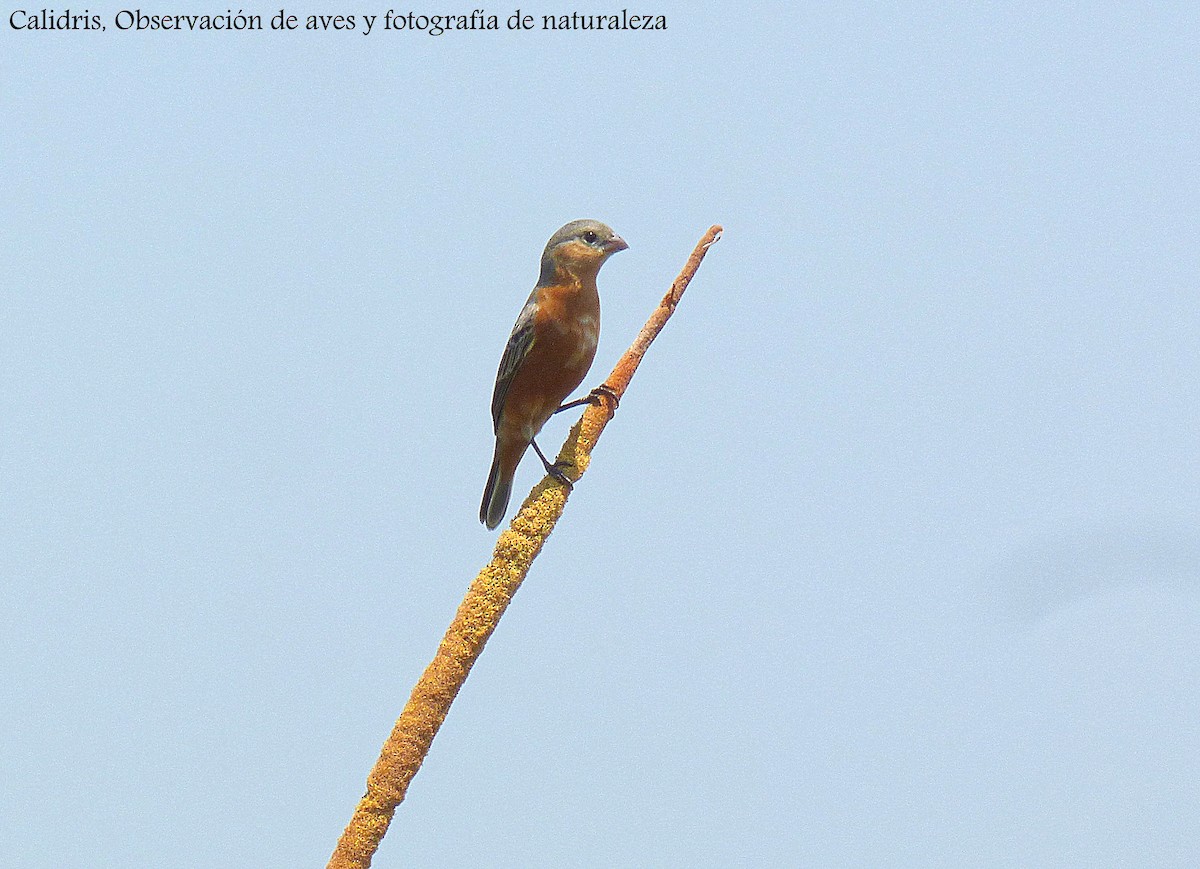 Tawny-bellied Seedeater - ML189891551