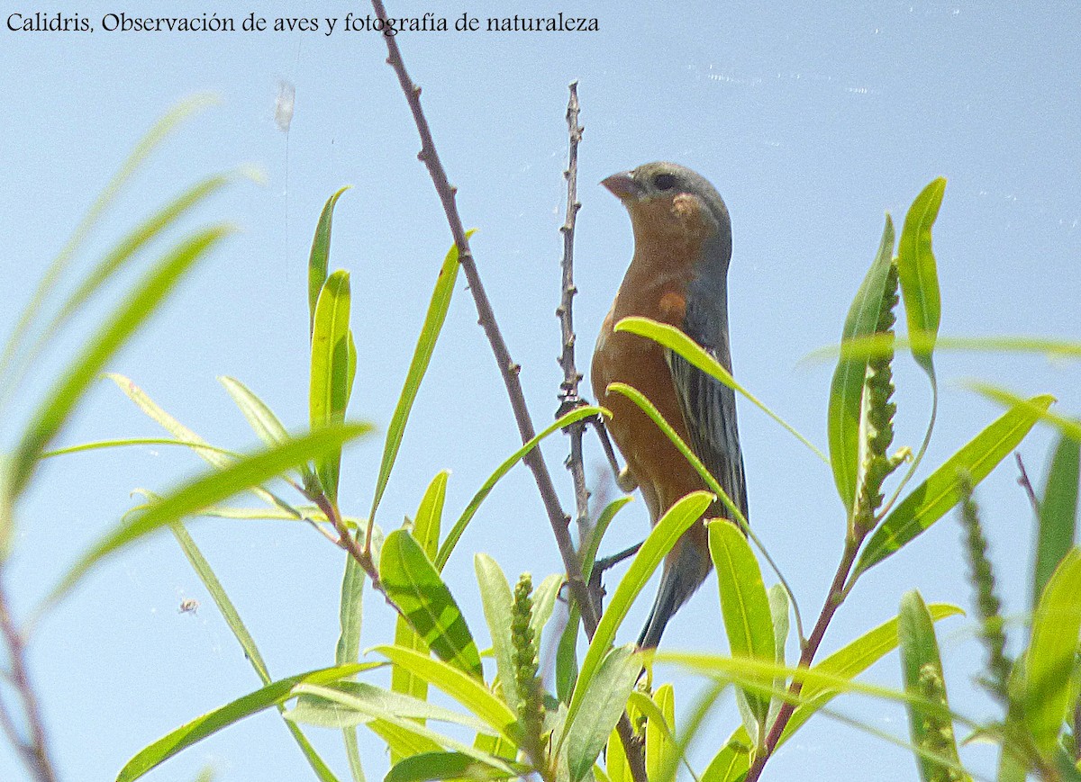 Tawny-bellied Seedeater - ML189891561