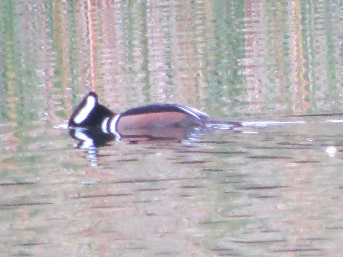 Hooded Merganser - Linda Vanderveen