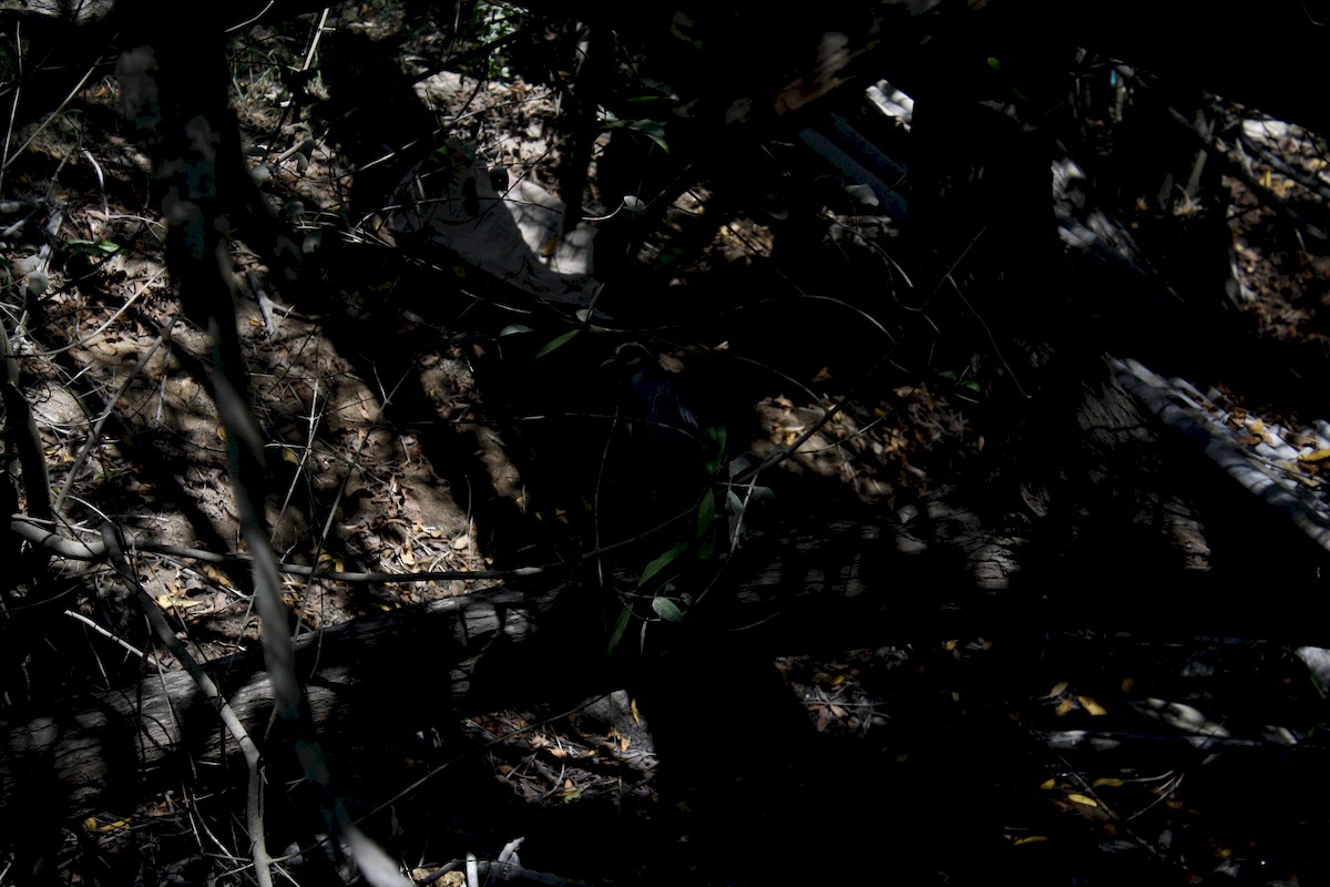 Yellow-crowned Night Heron - ML189892581