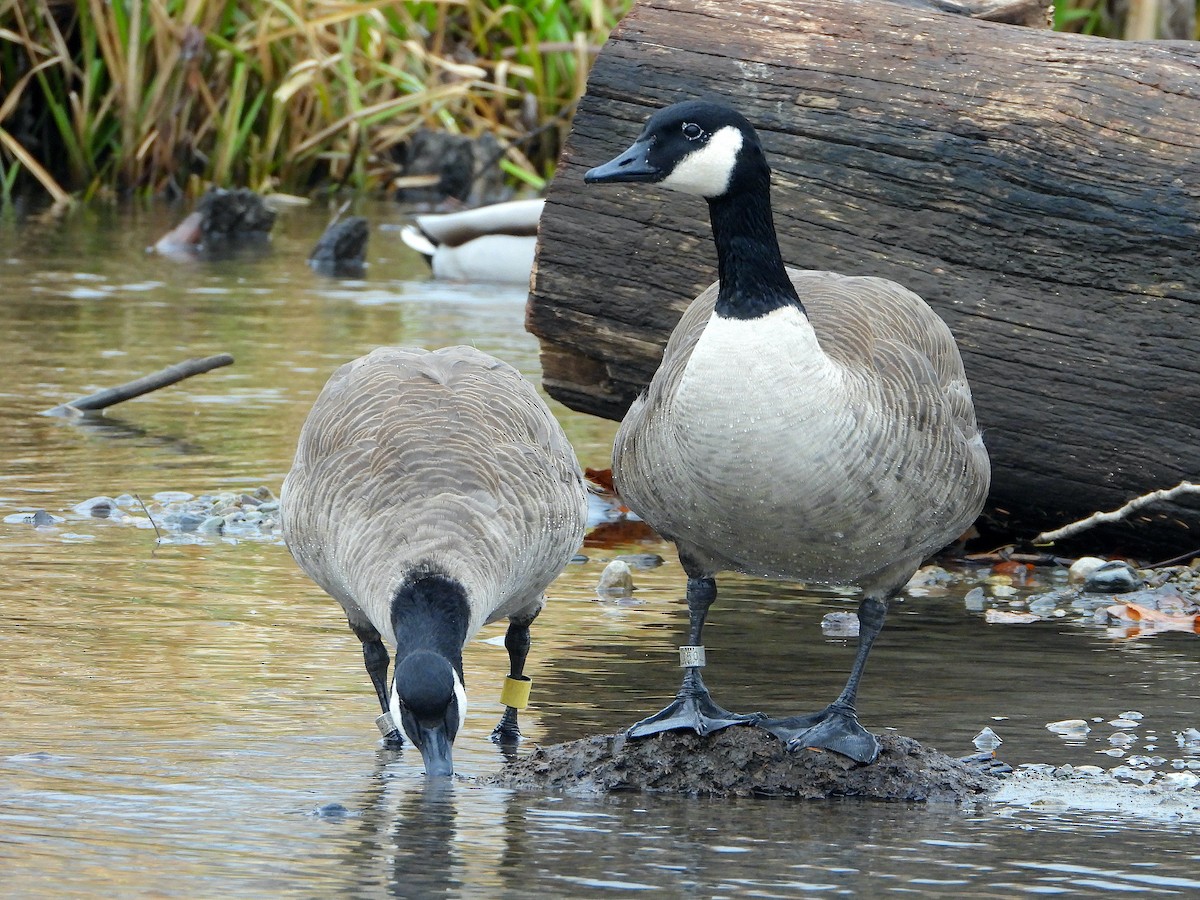 Canada Goose - Farshad Pourmalek