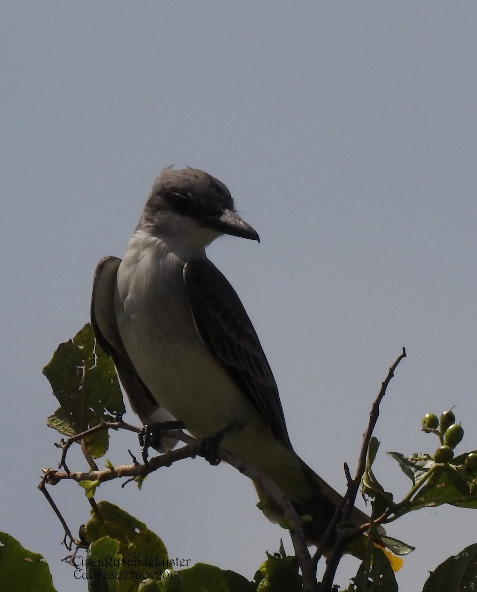 Gray Kingbird - Cisca  Rusch