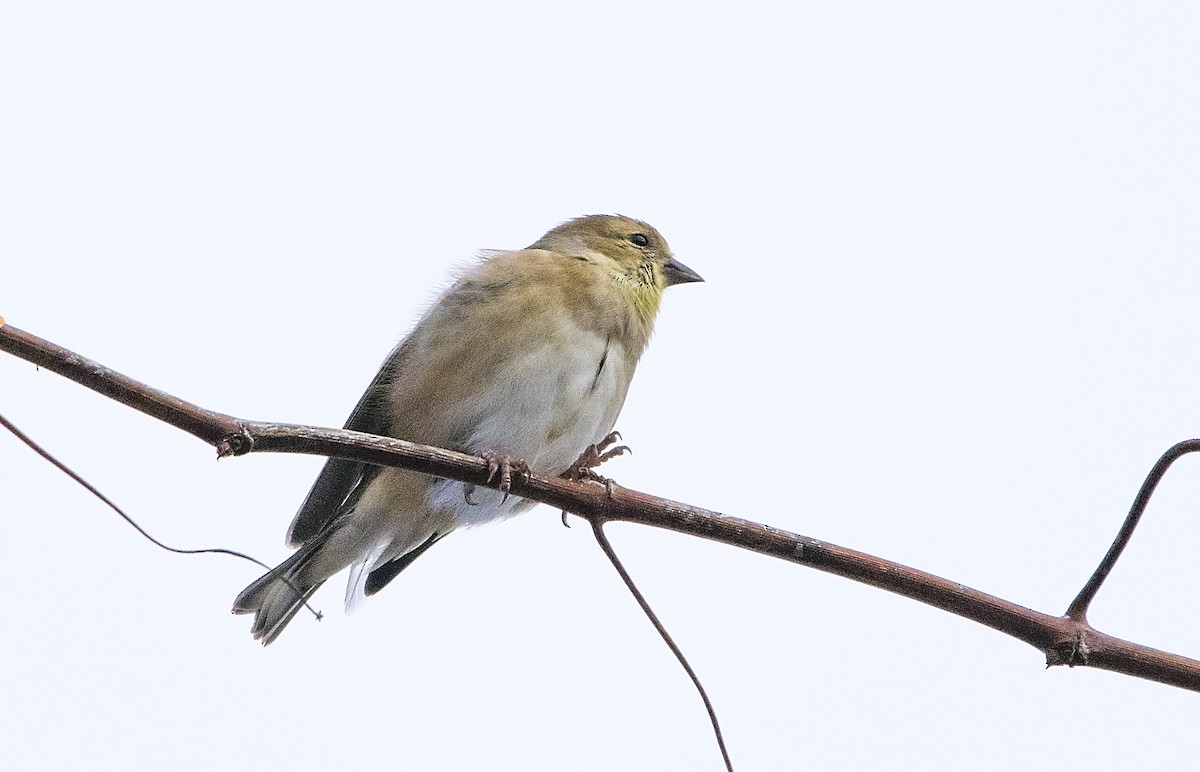 American Goldfinch - ML189904141