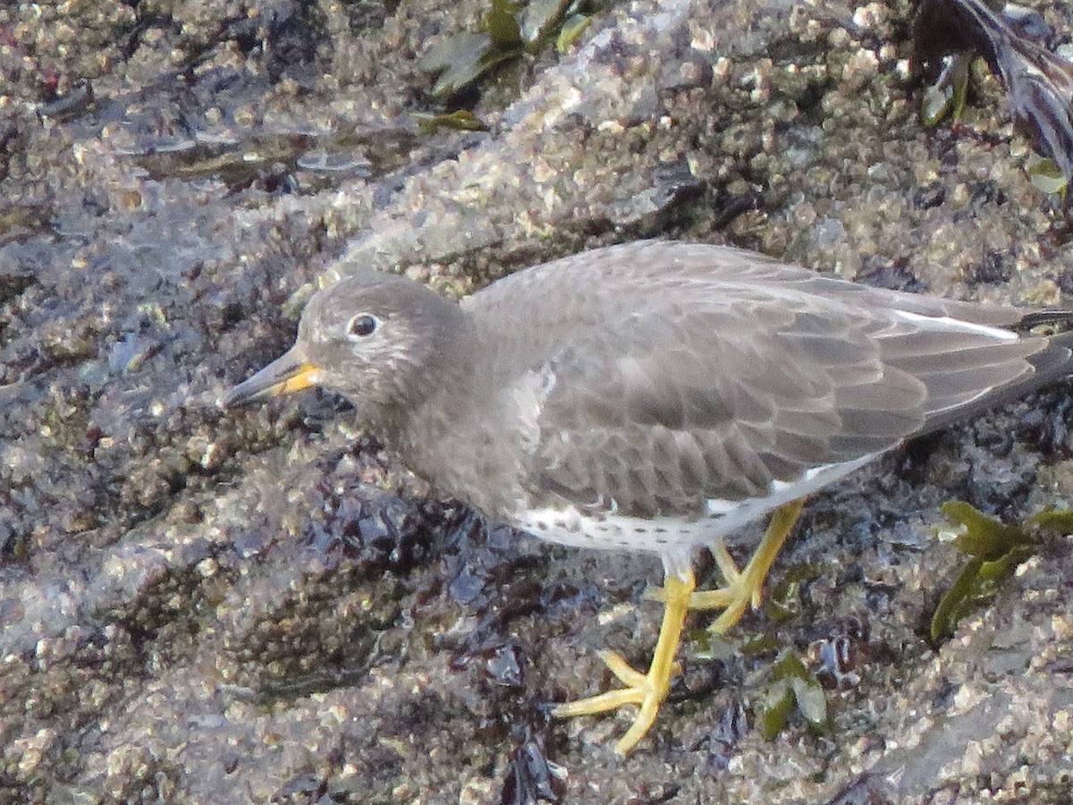 Surfbird - Mike Nelson