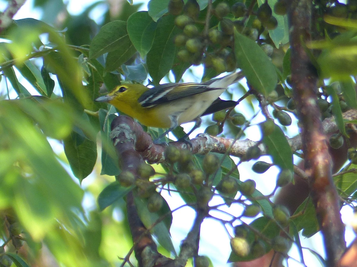 Vireo Gorjiamarillo - ML189904541