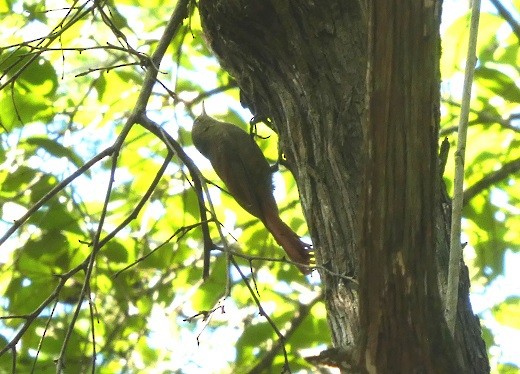 Olivaceous Woodcreeper - ML189904761