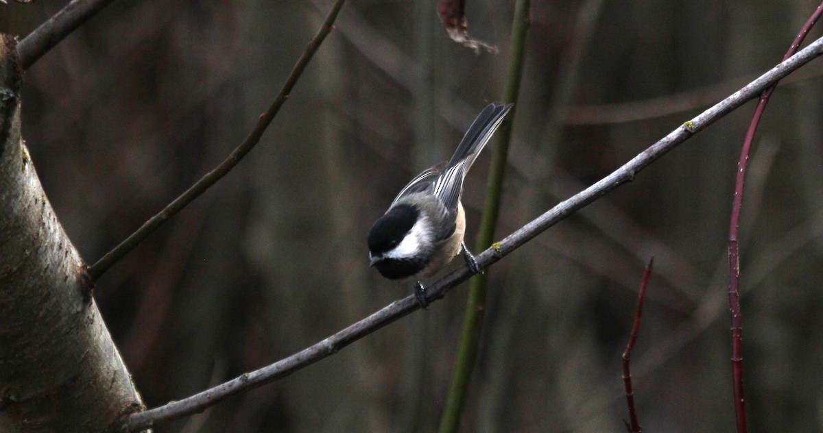 Mésange à tête noire - ML189905061