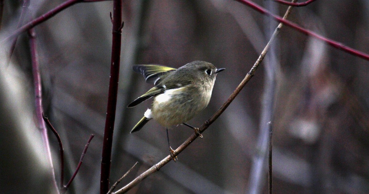 Ruby-crowned Kinglet - ML189905841