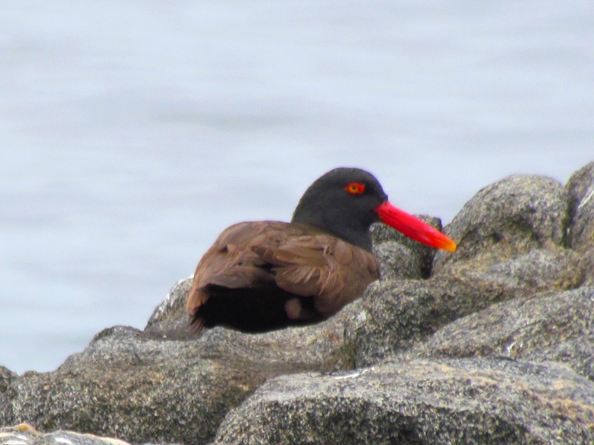 Blackish Oystercatcher - ML189906571