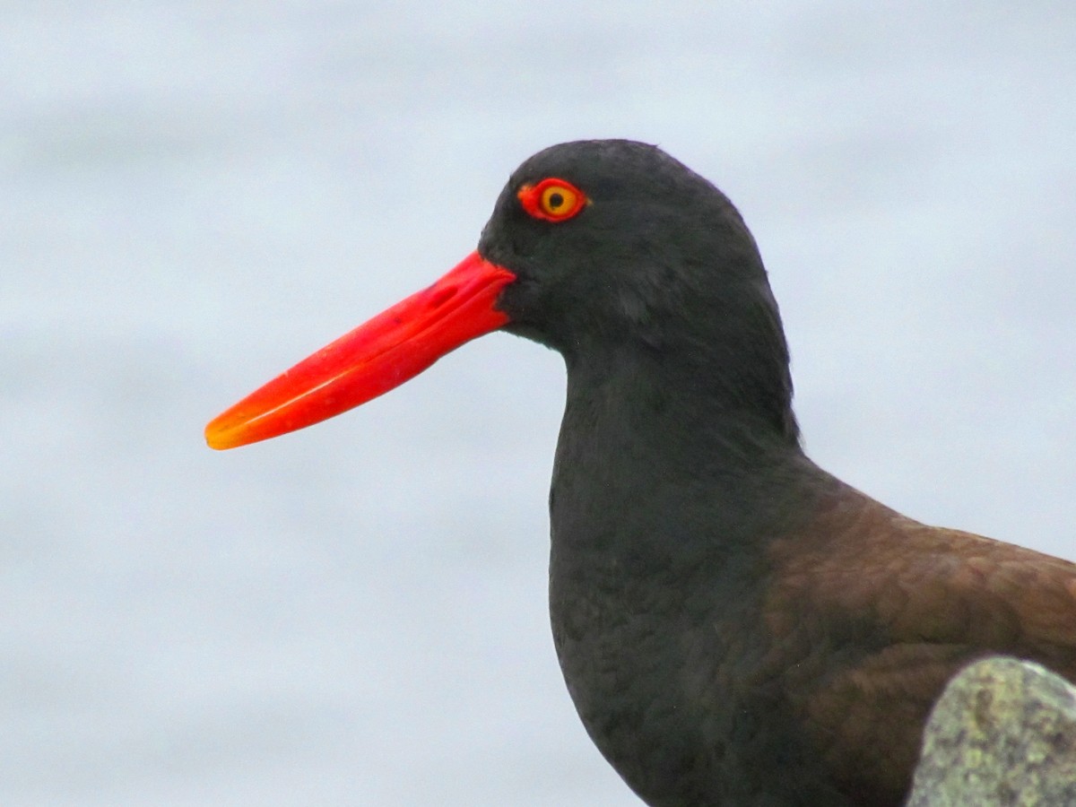 Blackish Oystercatcher - ML189906581