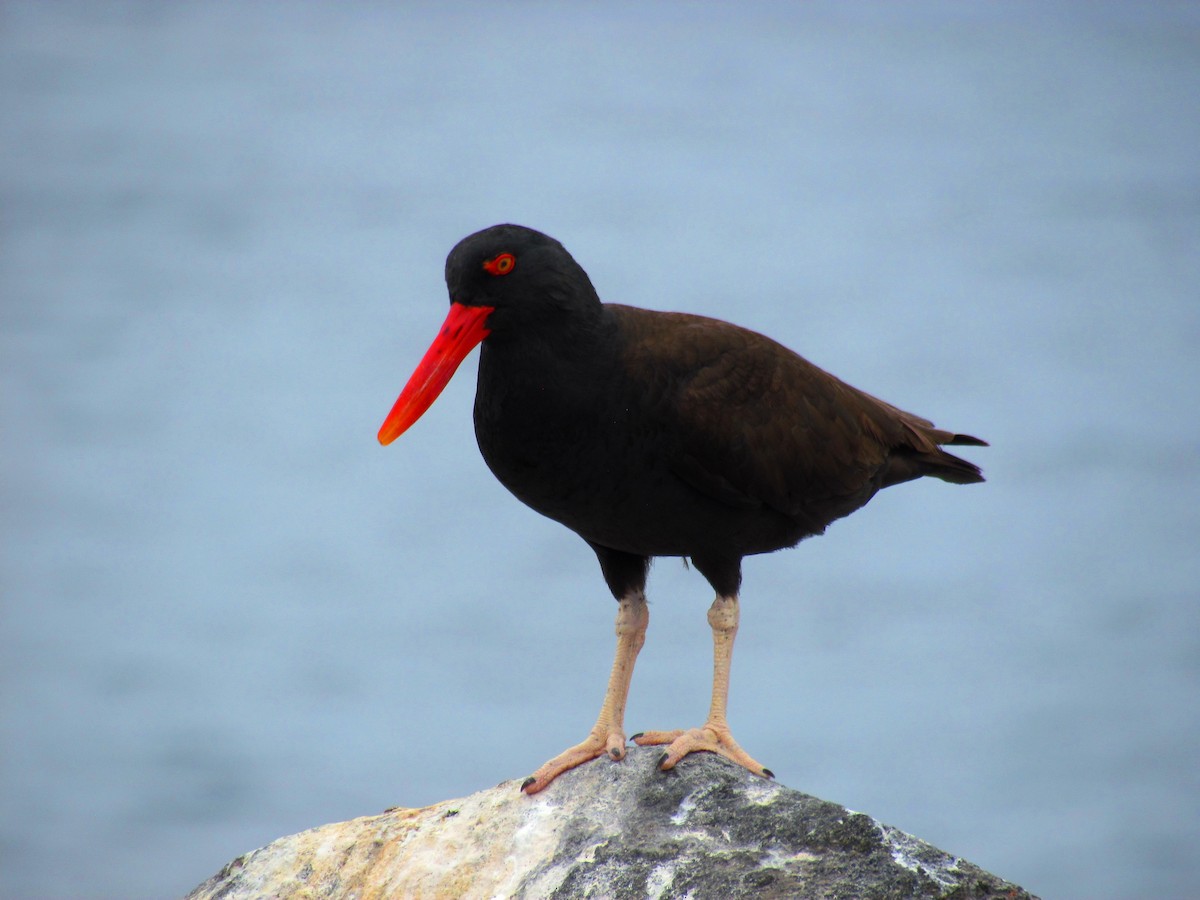 Blackish Oystercatcher - ML189906601