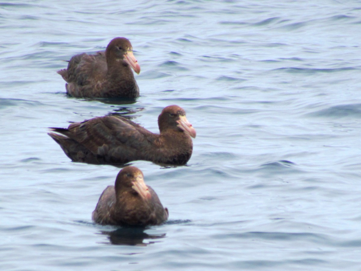 Northern Giant-Petrel - ML189906631