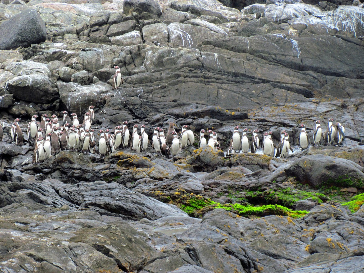 Pingüino de Humboldt - ML189907201