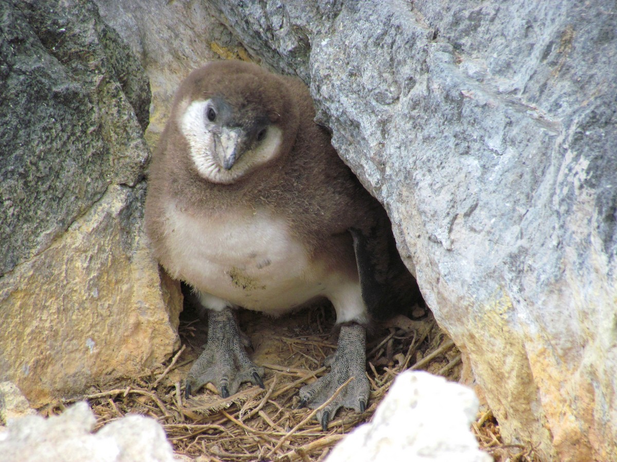 Pingüino de Humboldt - ML189907221