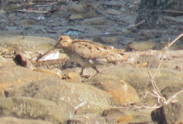 Latham's Snipe - ML189907231