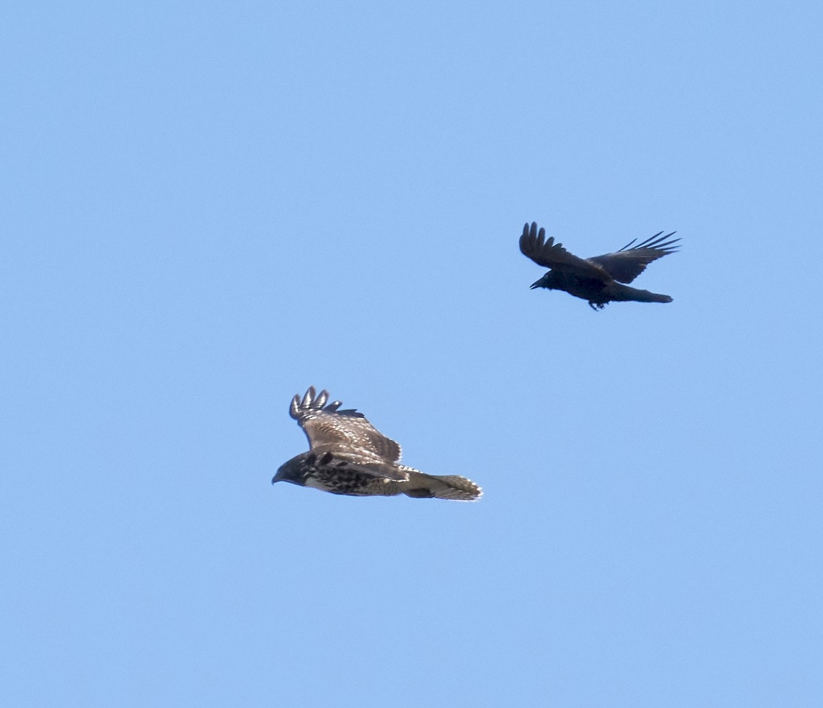 Red-tailed Hawk - ML189908441