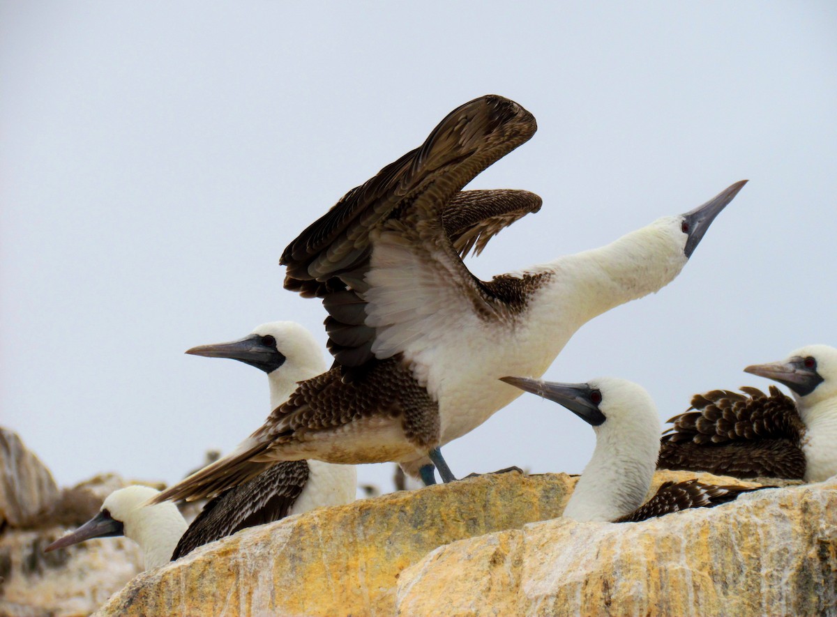 Peruvian Booby - ML189908751