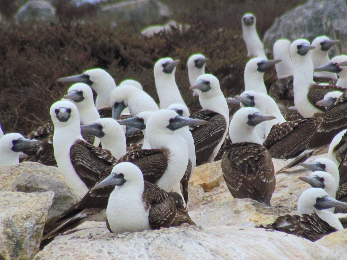 Peruvian Booby - ML189908781