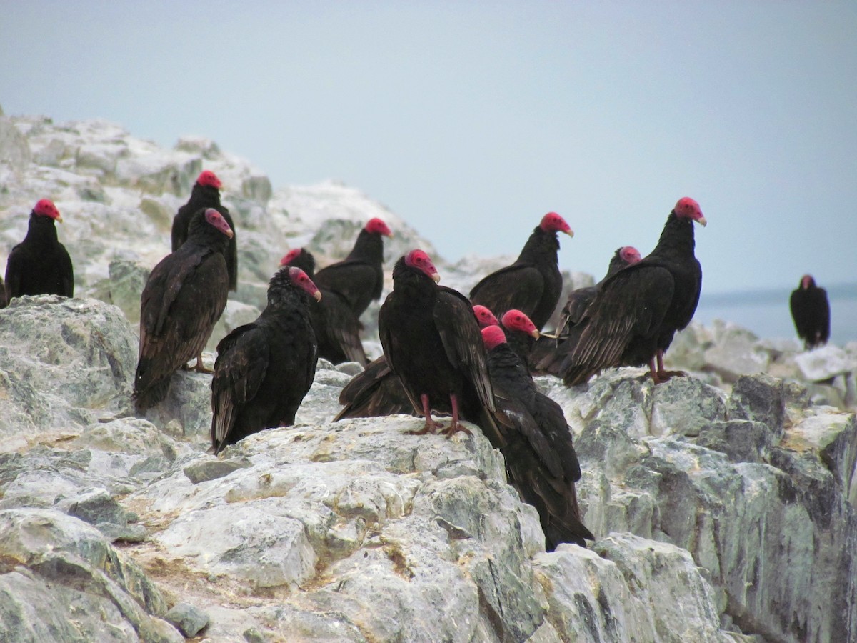 Turkey Vulture - ML189909151