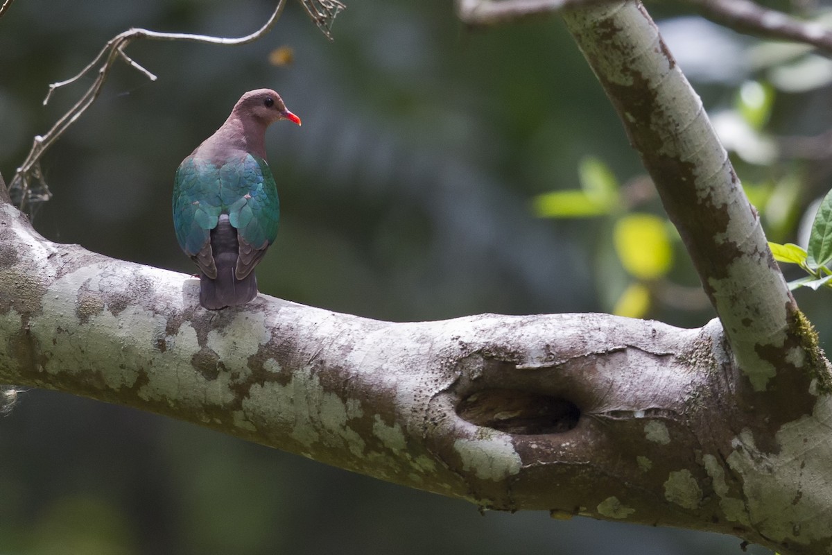 Palomita Esmeralda Cabeciparda - ML189909251