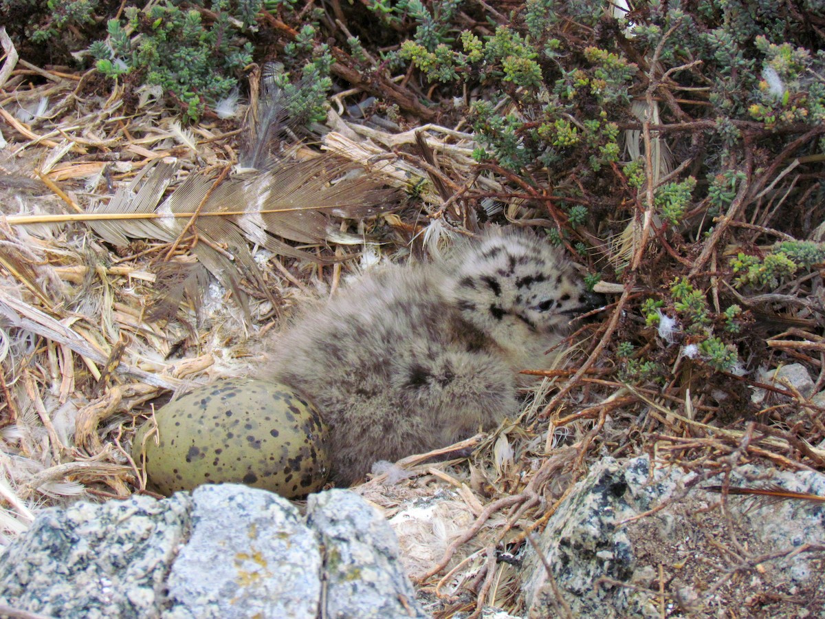 Kelp Gull - ML189909671