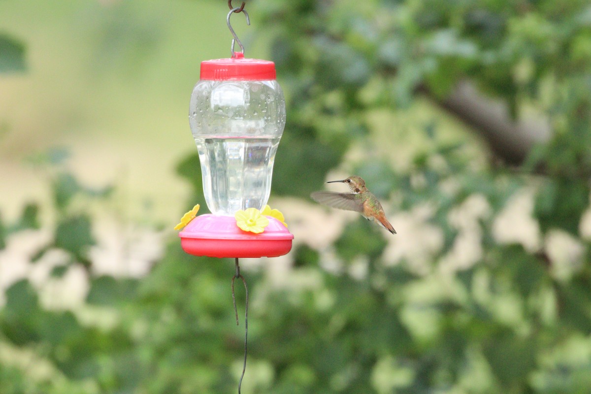 Rufous Hummingbird - ML189911121