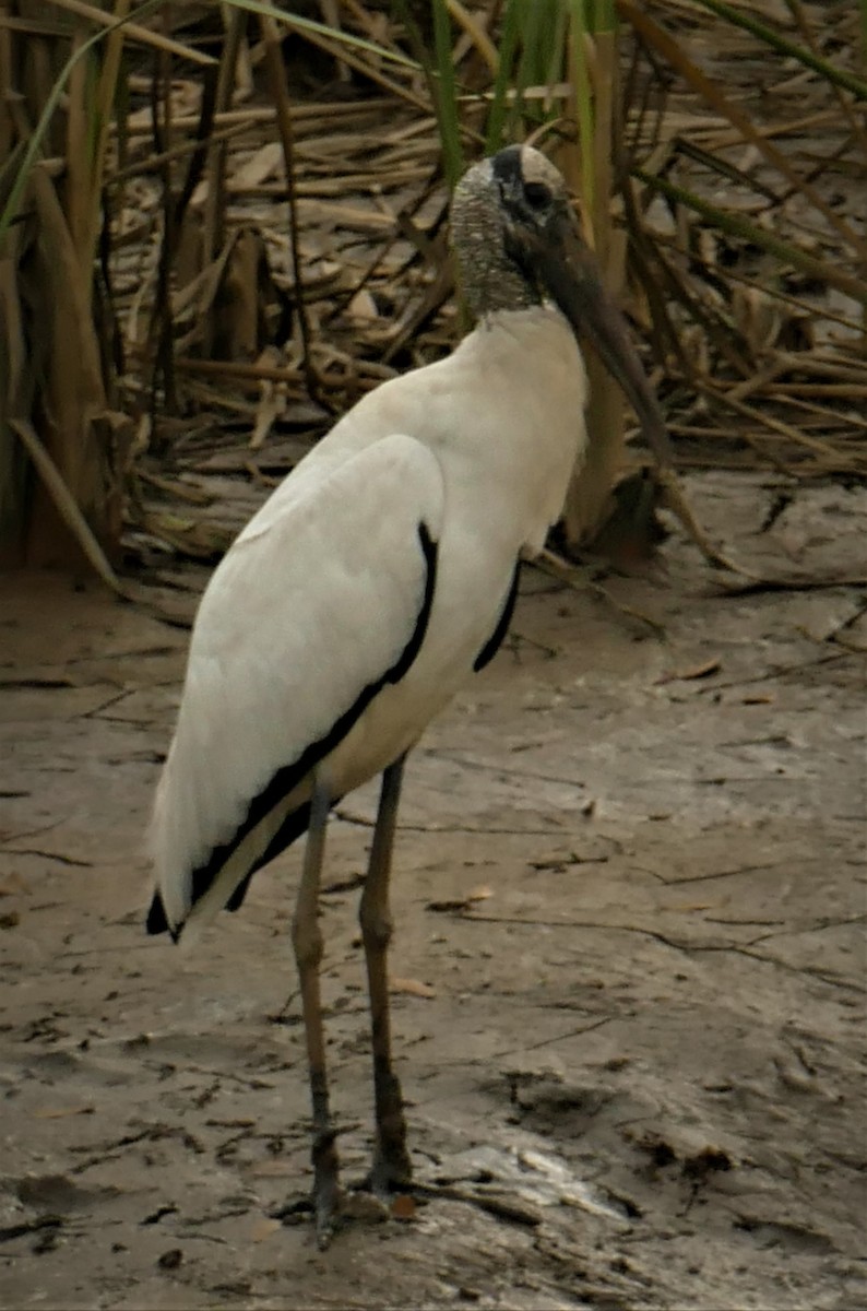 Wood Stork - ML189912441