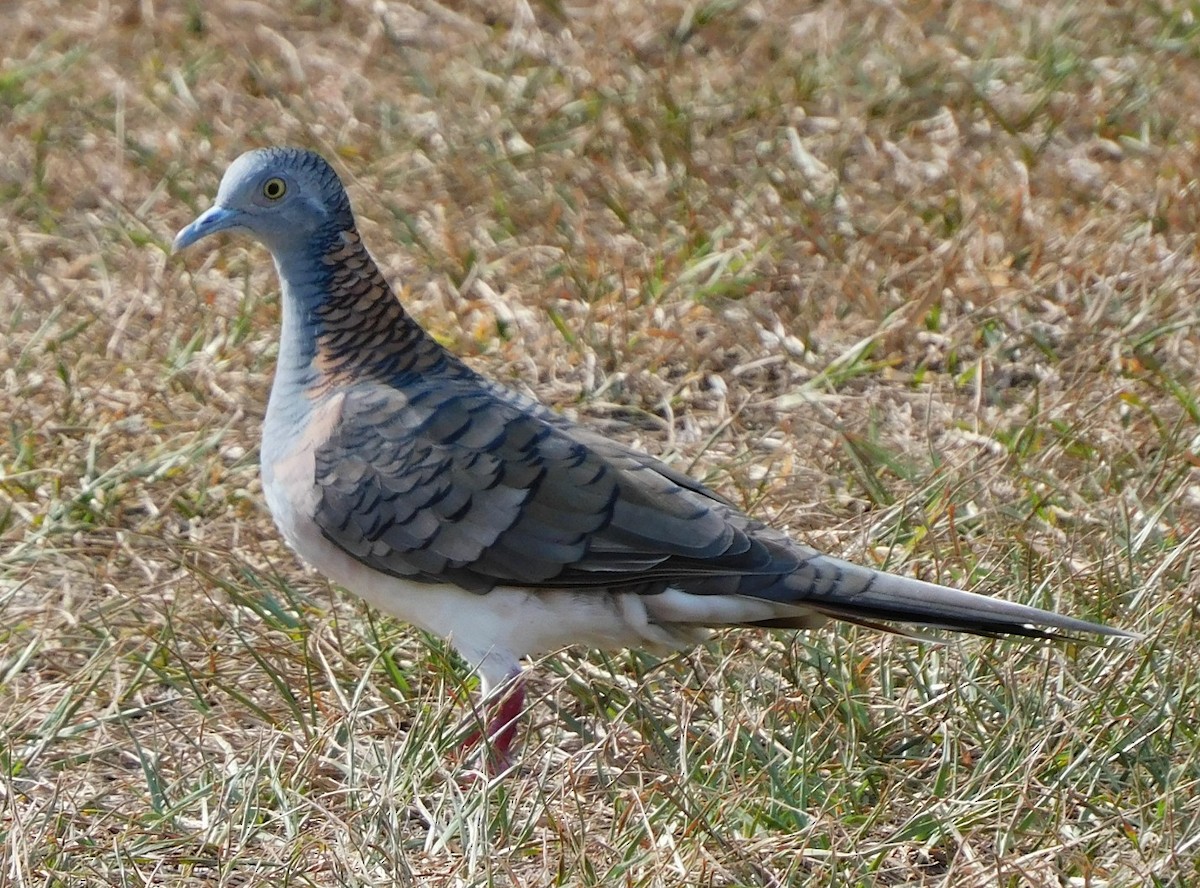 Bar-shouldered Dove - James urquhart