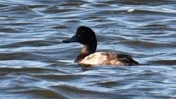 Greater Scaup - ML189913351