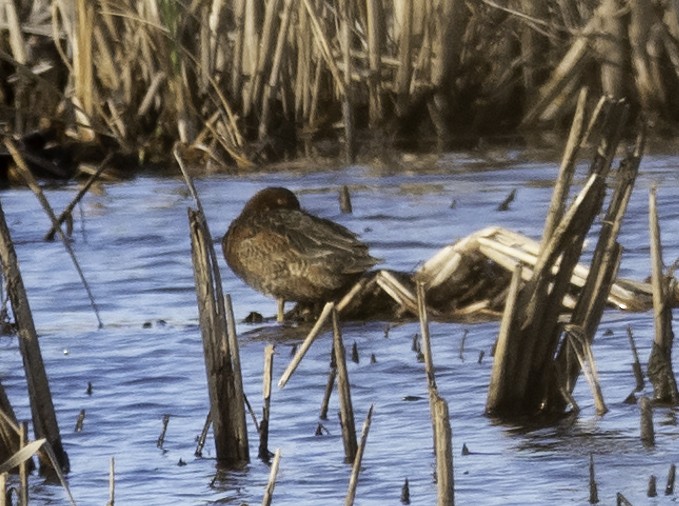 Cinnamon Teal - ML189913881